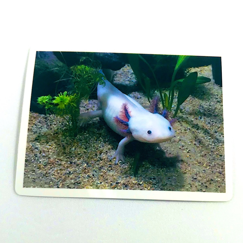 Real Axolotl Crazy Trending WaterProof Single Decor Accent Sticker